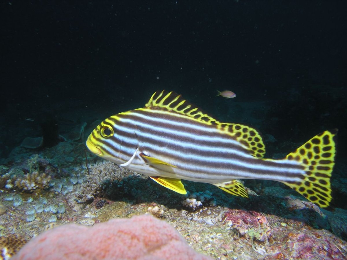 Пятнистый сладкогуб