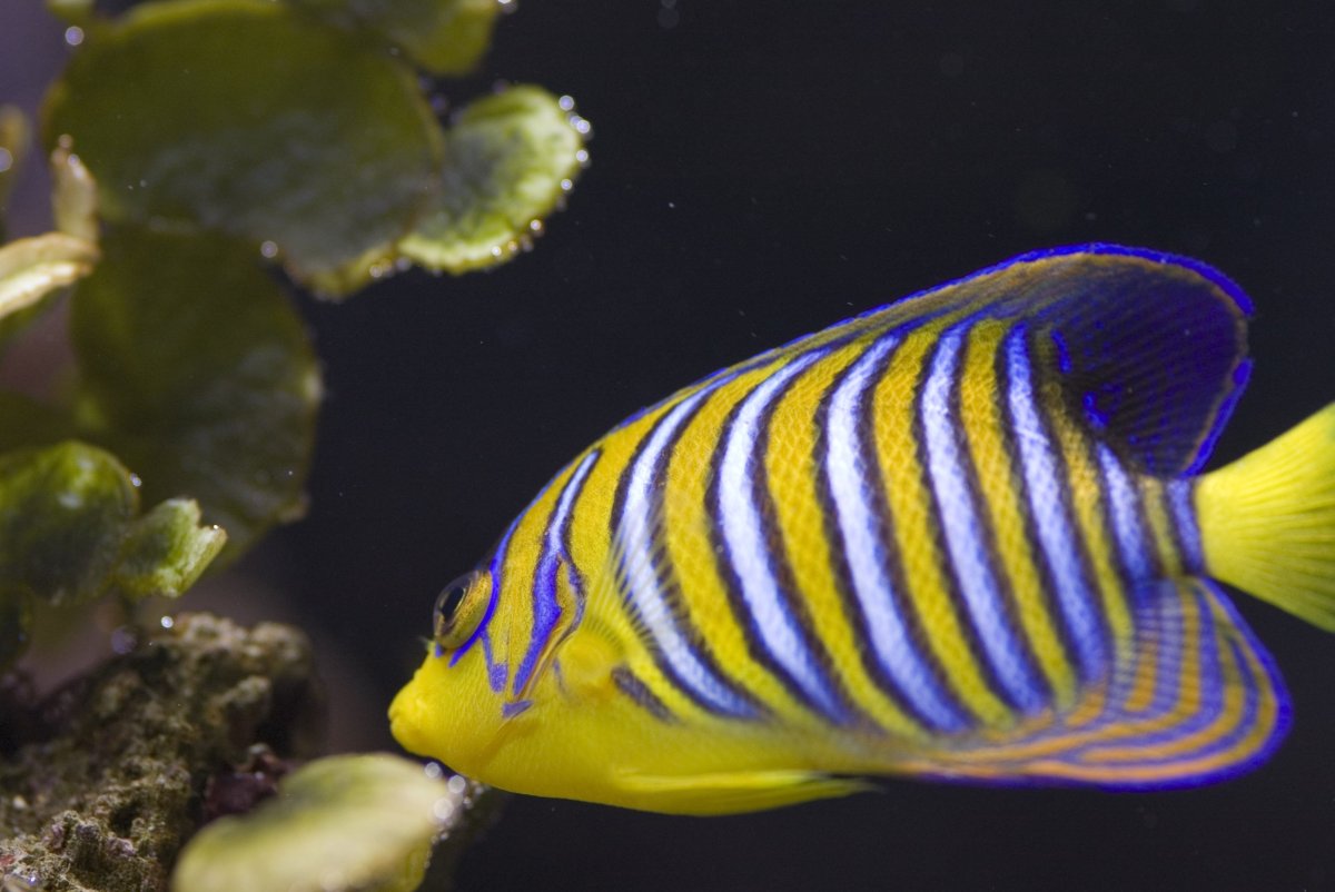 Полосатый губан