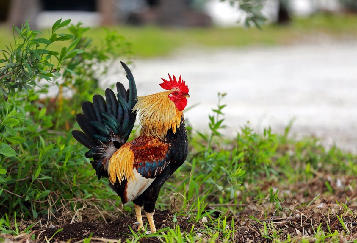 Банкивский петух