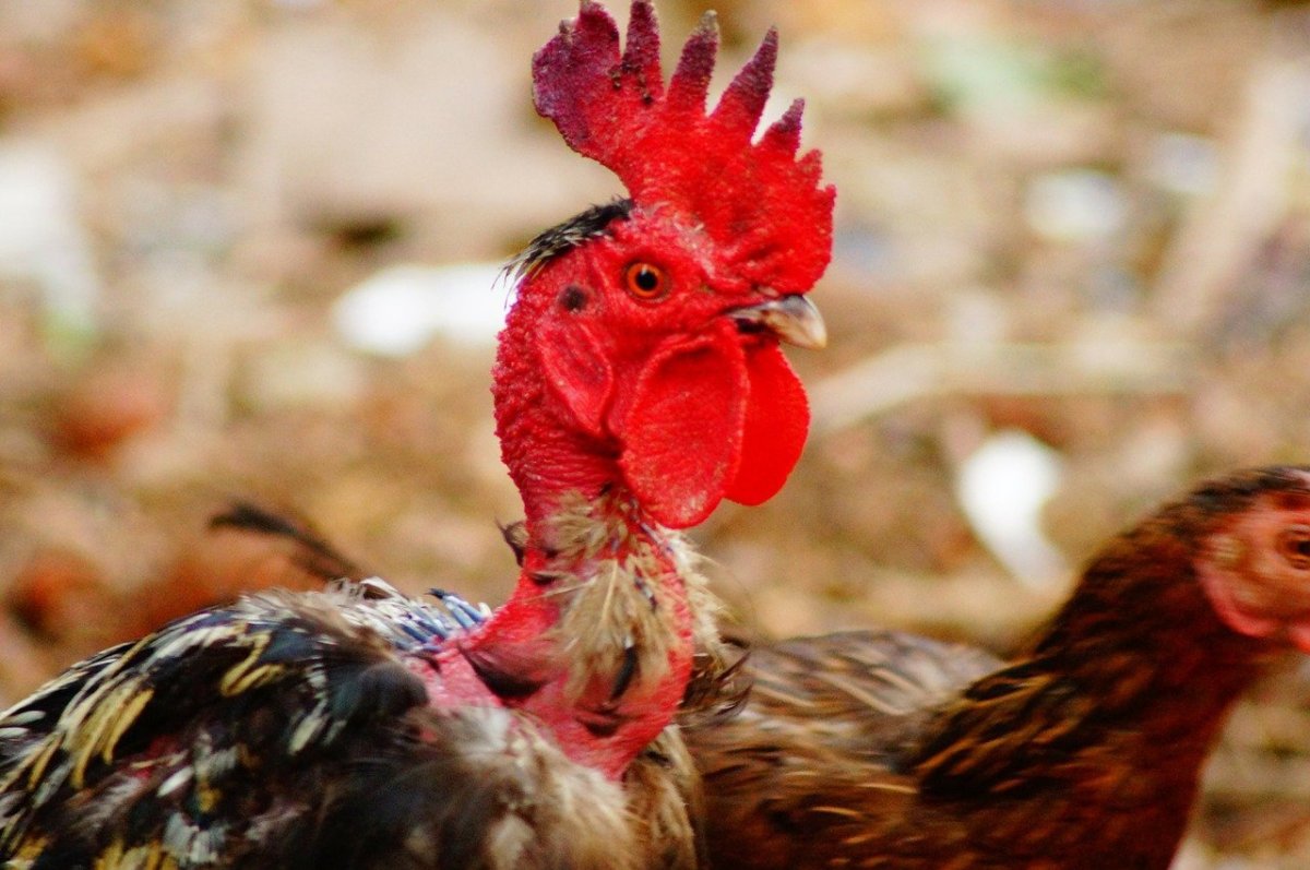 Карликовый петушок