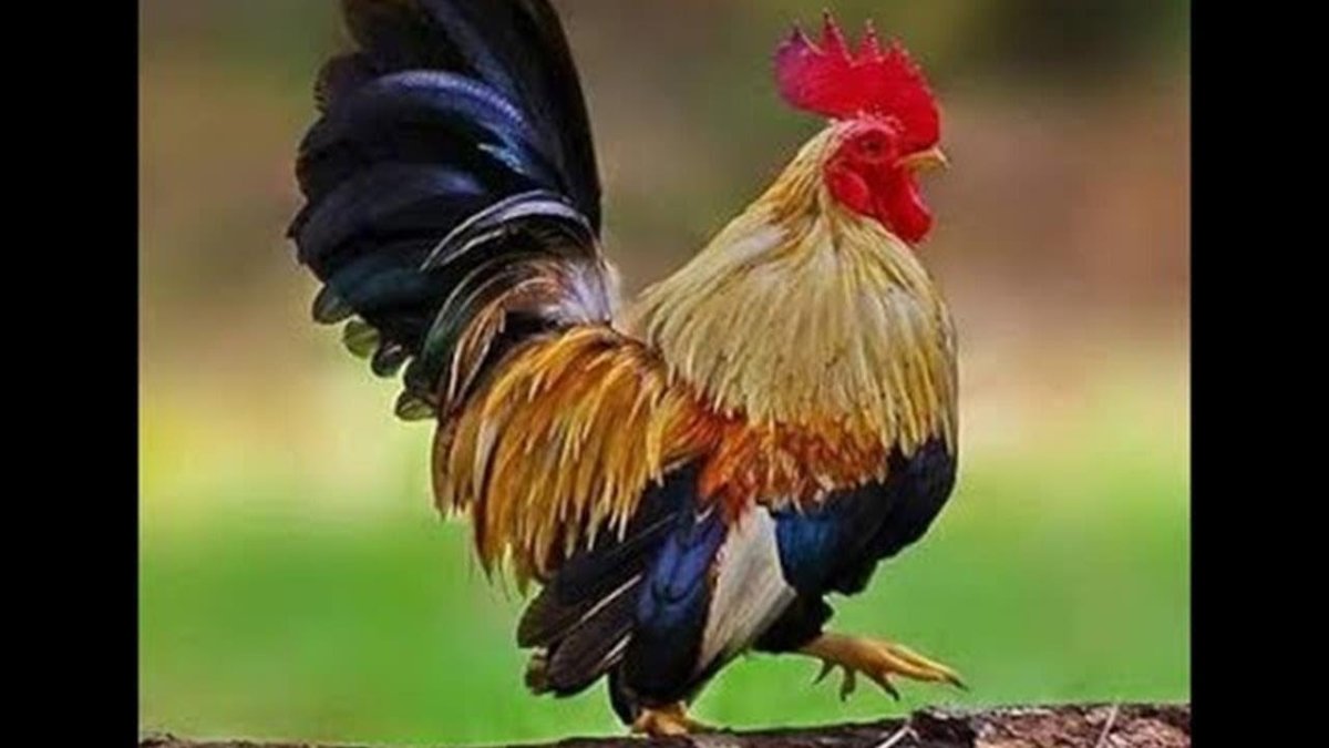 Хвост петуха