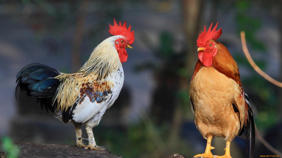 Петухи разных пород
