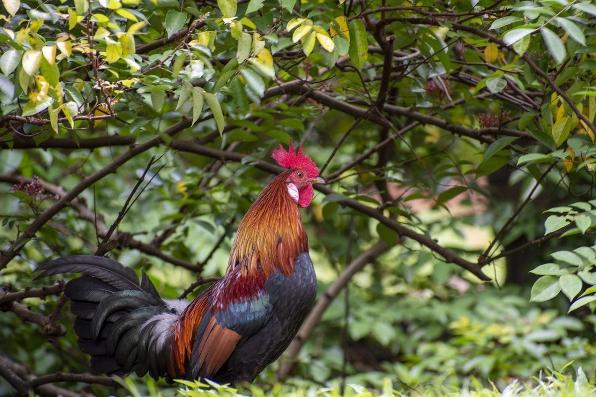 Разноцветный петух