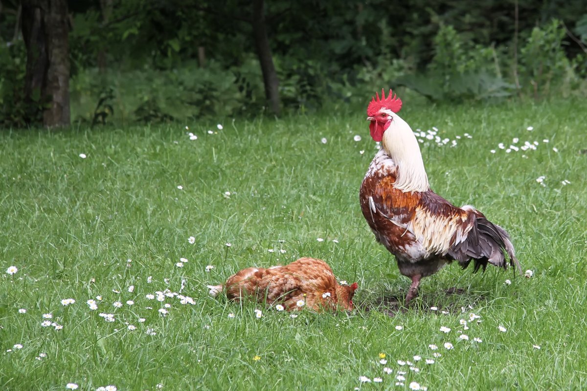 Петуший гребень