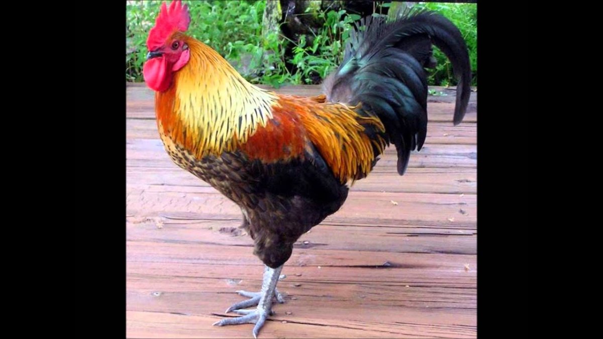 Шотландские Дампи куры