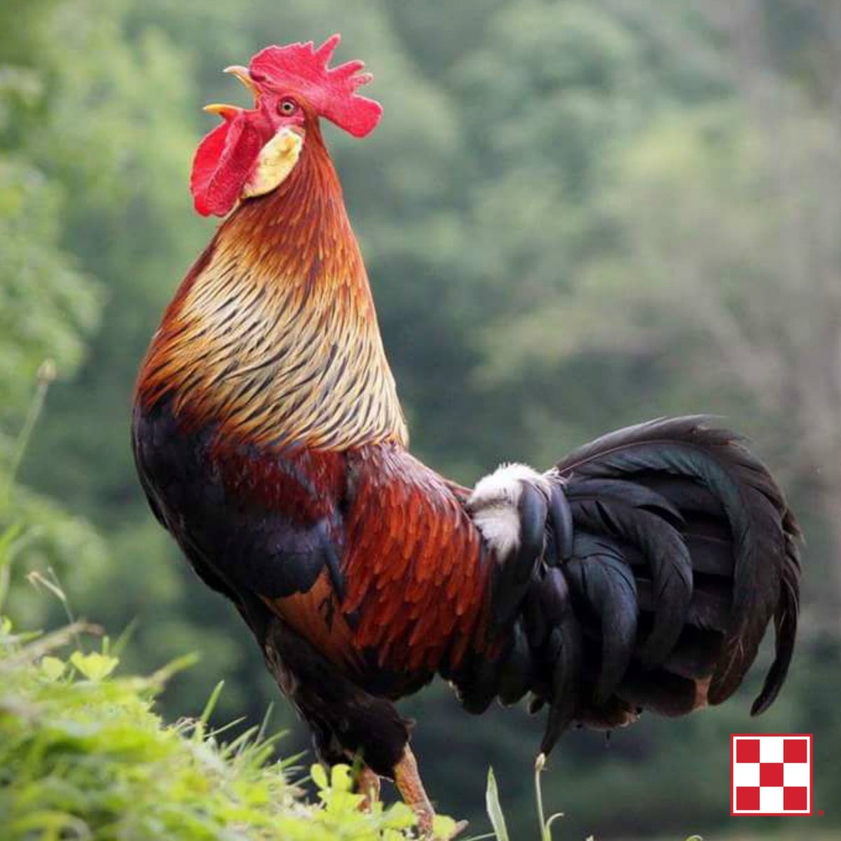 Красивый петух