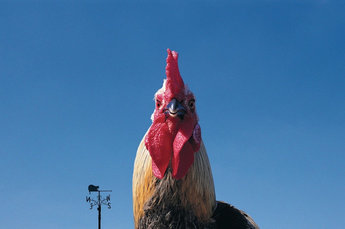 Андалузская курица