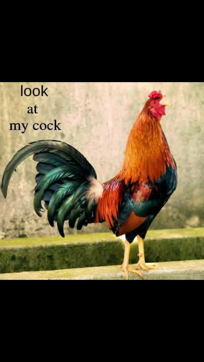 Доркинг порода кур