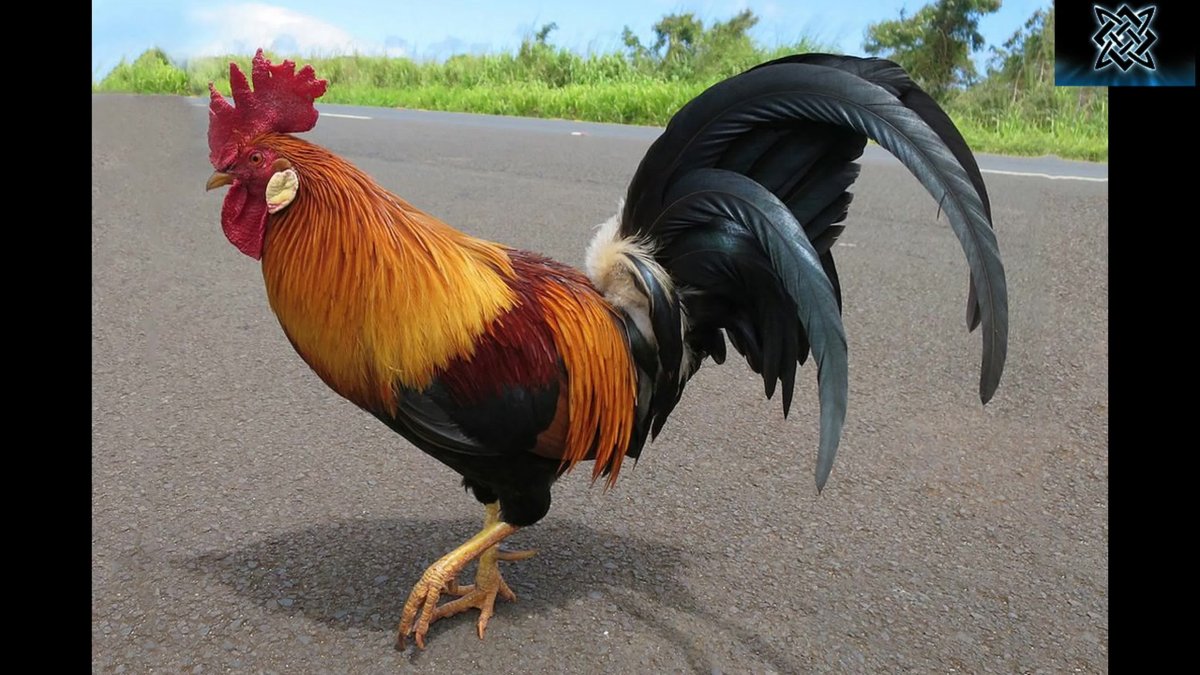 Петушиный хвост