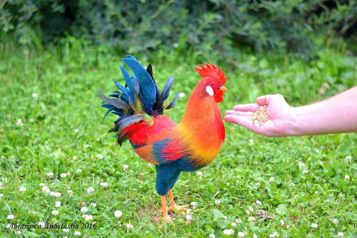 Цветные курицы