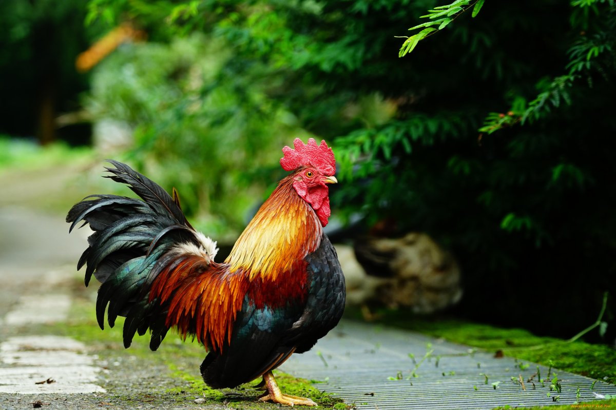 Петушки петуханчики