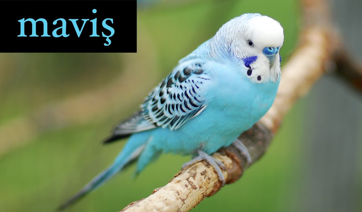 Волнистый попугай мятный