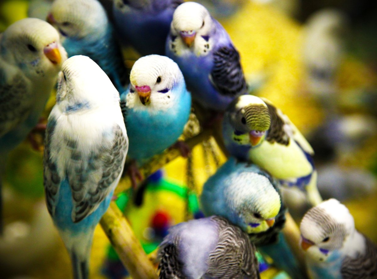 Волнистый попугайчик голубой