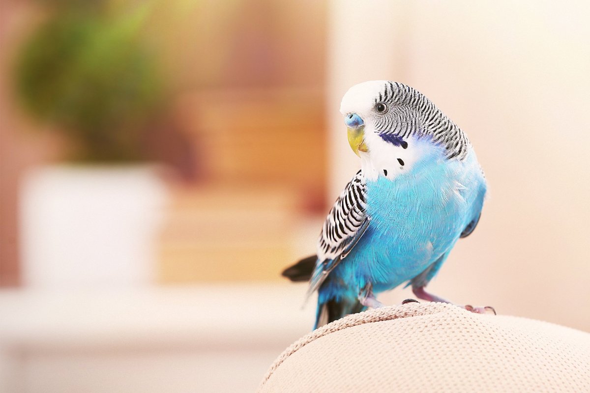 Волнистый попугай фото на однотонном фоне