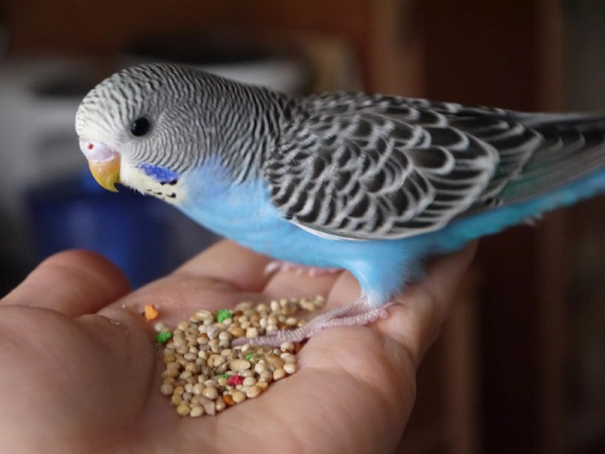 Попугай волнистый голубой