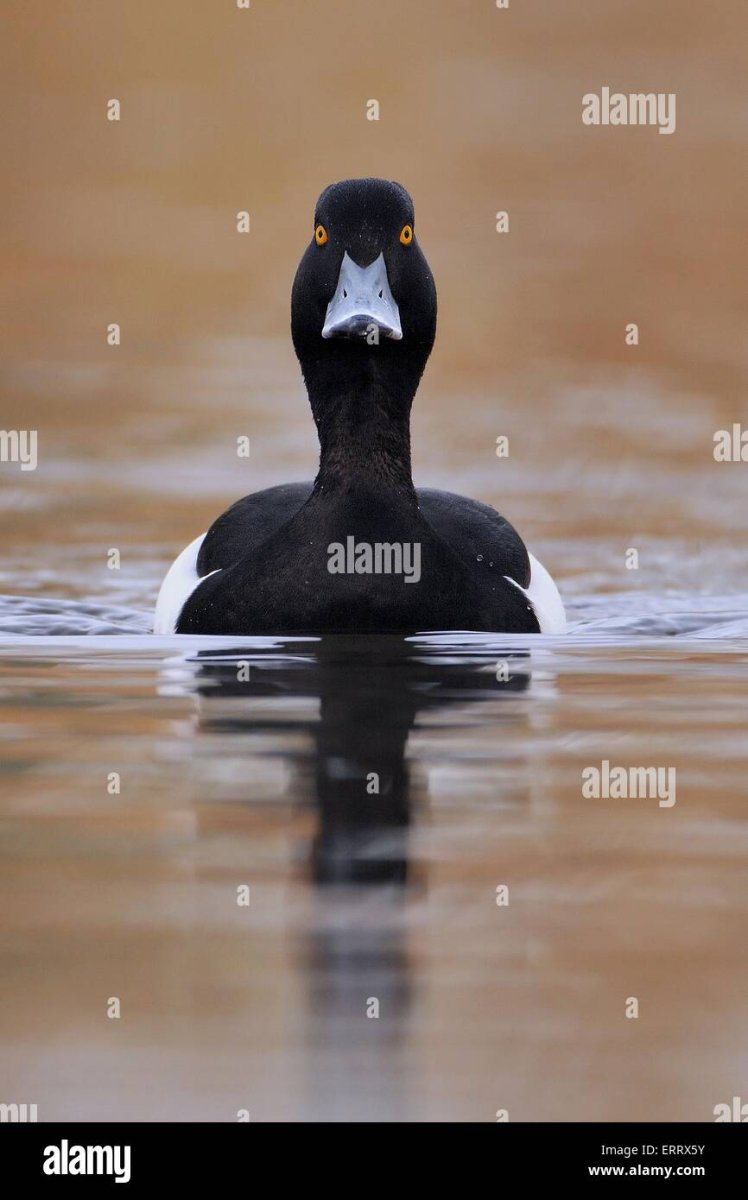 Черная птица похожая на гуся