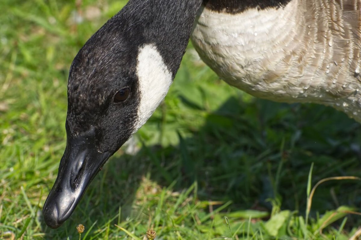 Черный Гусь