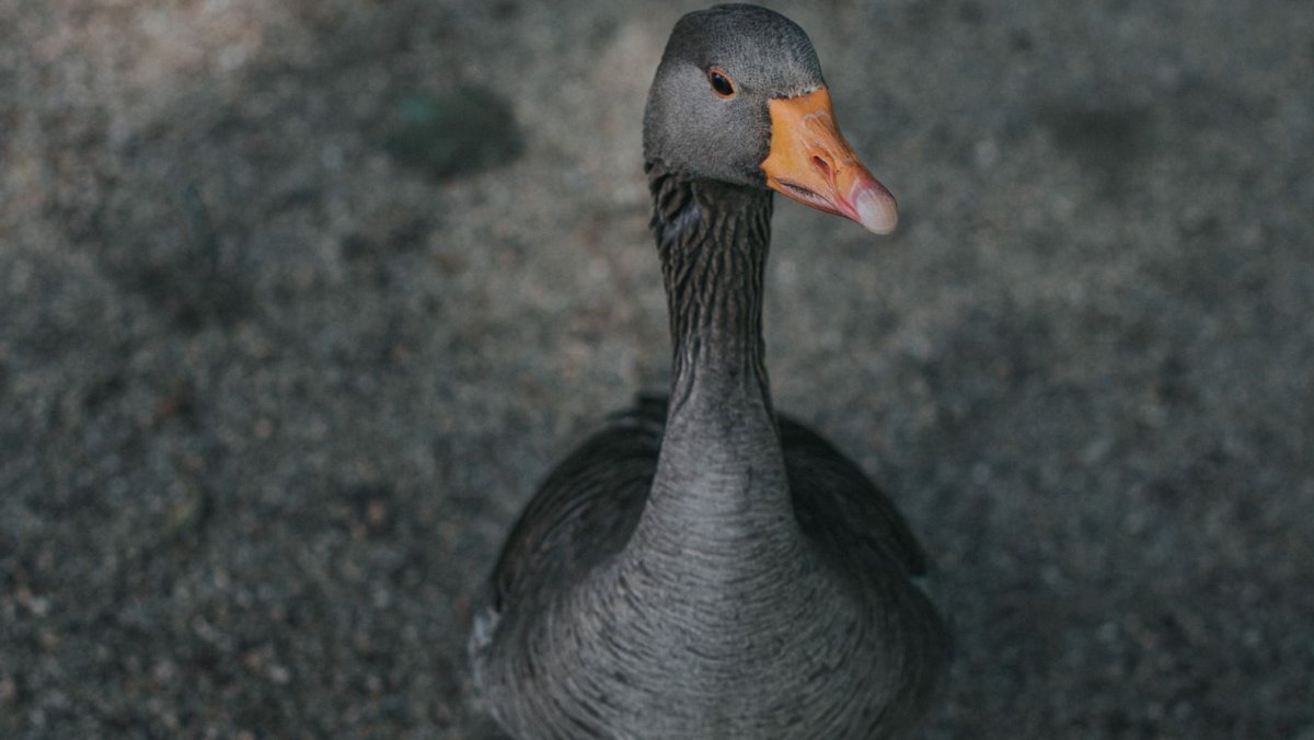 Гусь расправил Крылья