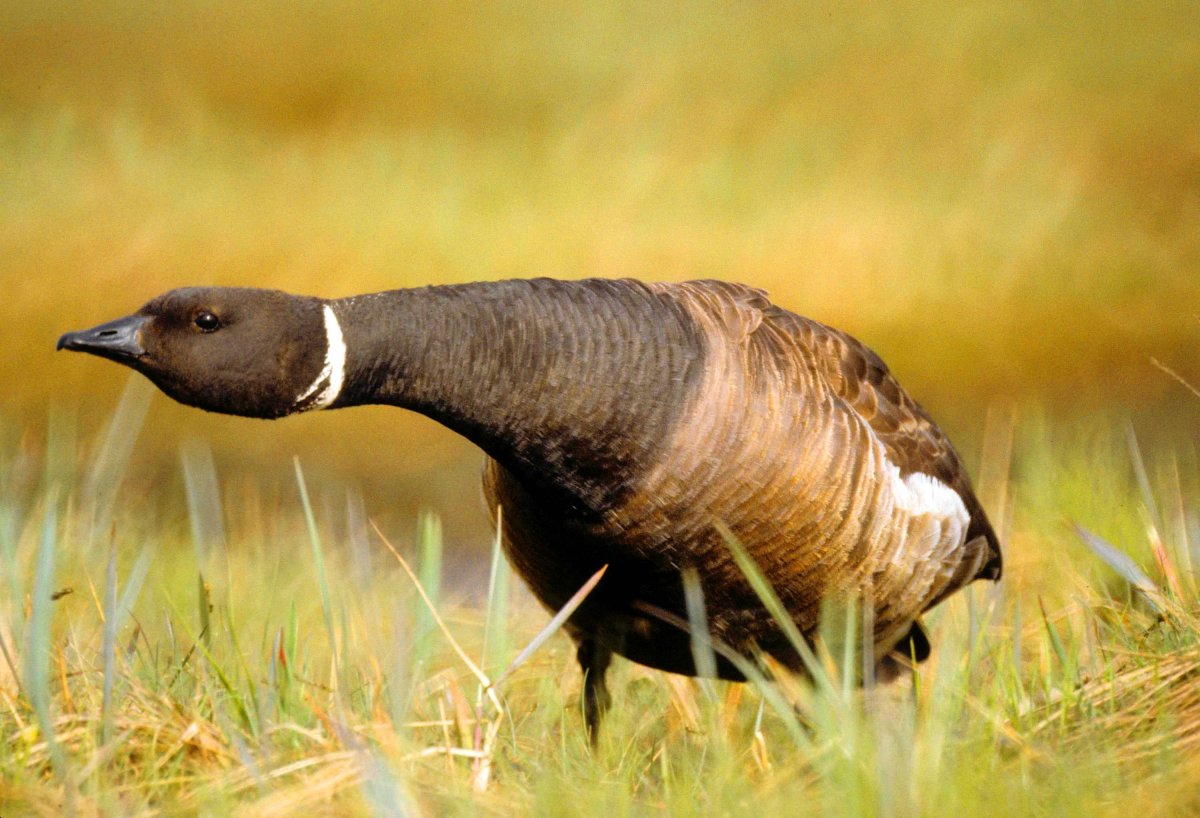 Дикий черный гусь