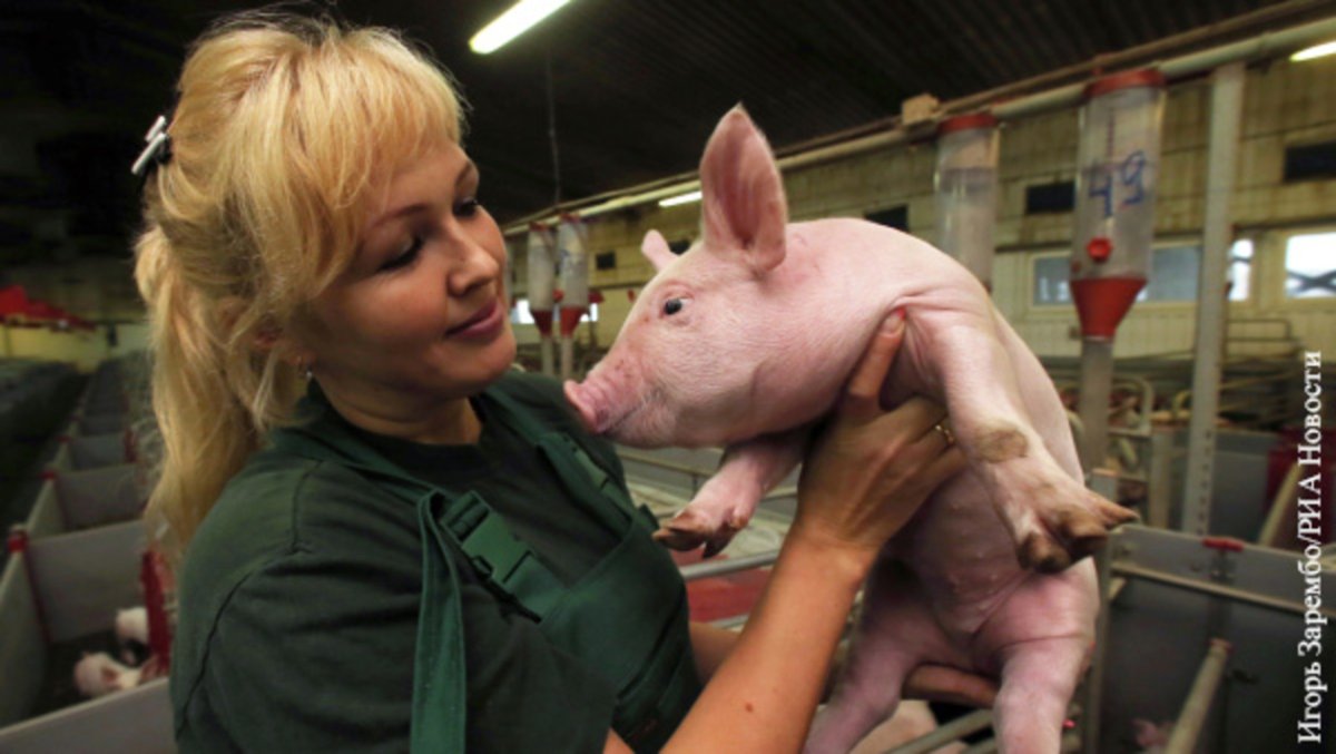 Свинья в упряжке