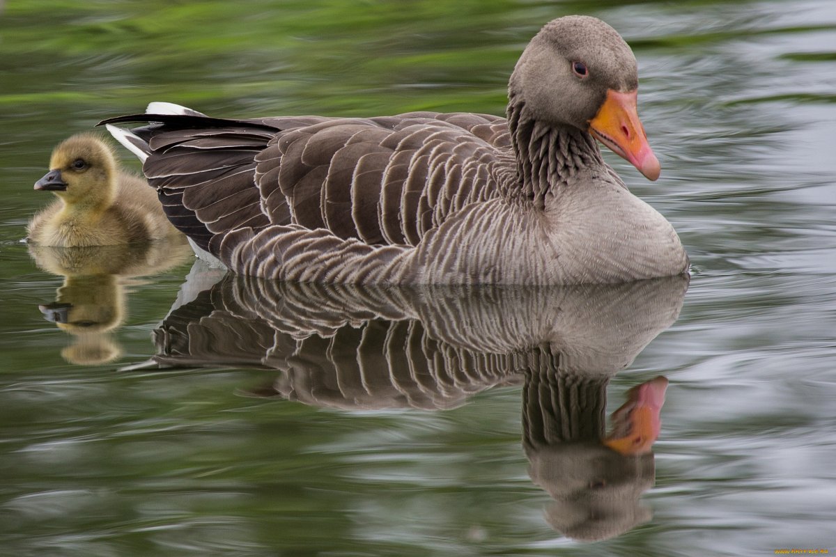 Карликовый Гусь