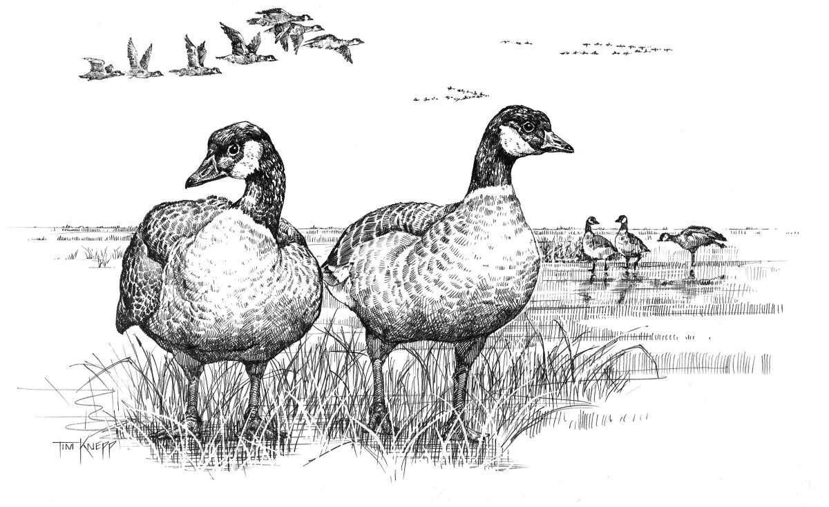 Утки Графика