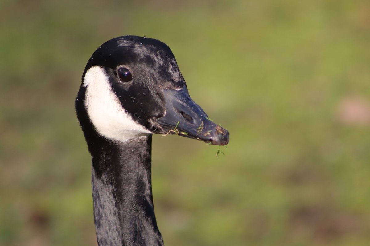 Утки с черной головой