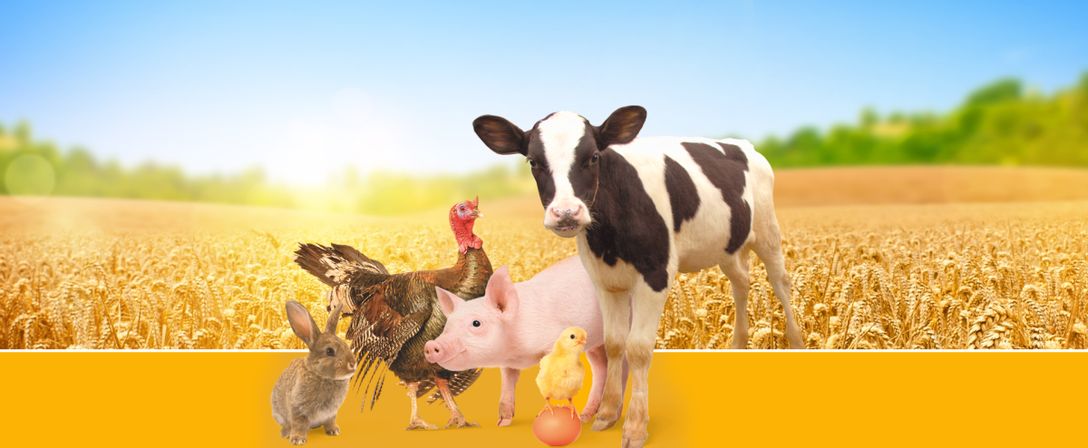 Свинки обычные