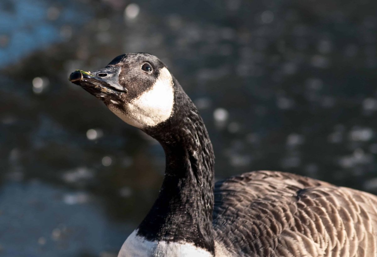 Дикий черный Гусь казарка Канада