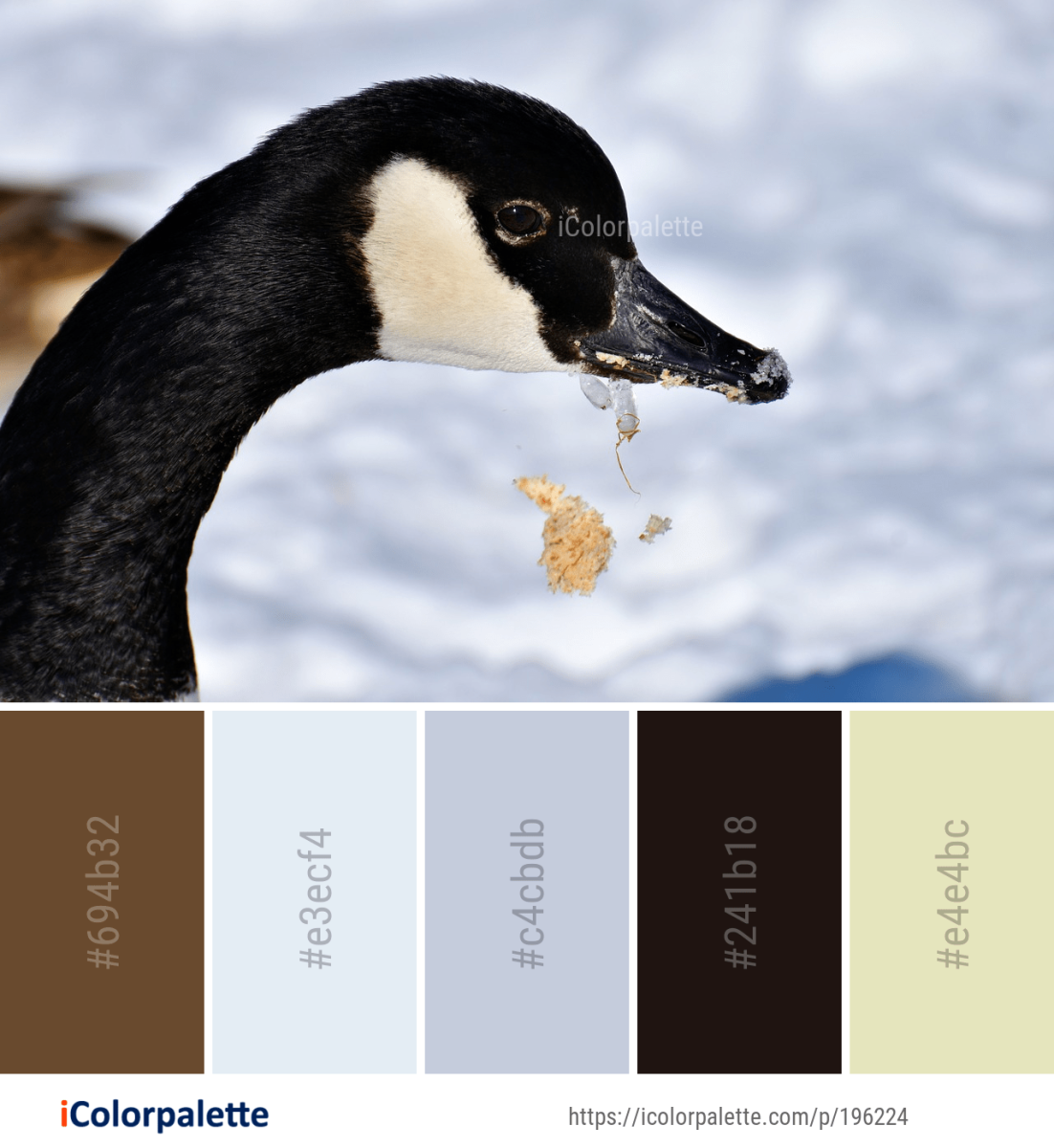 Горный Гусь (Anser indicus)