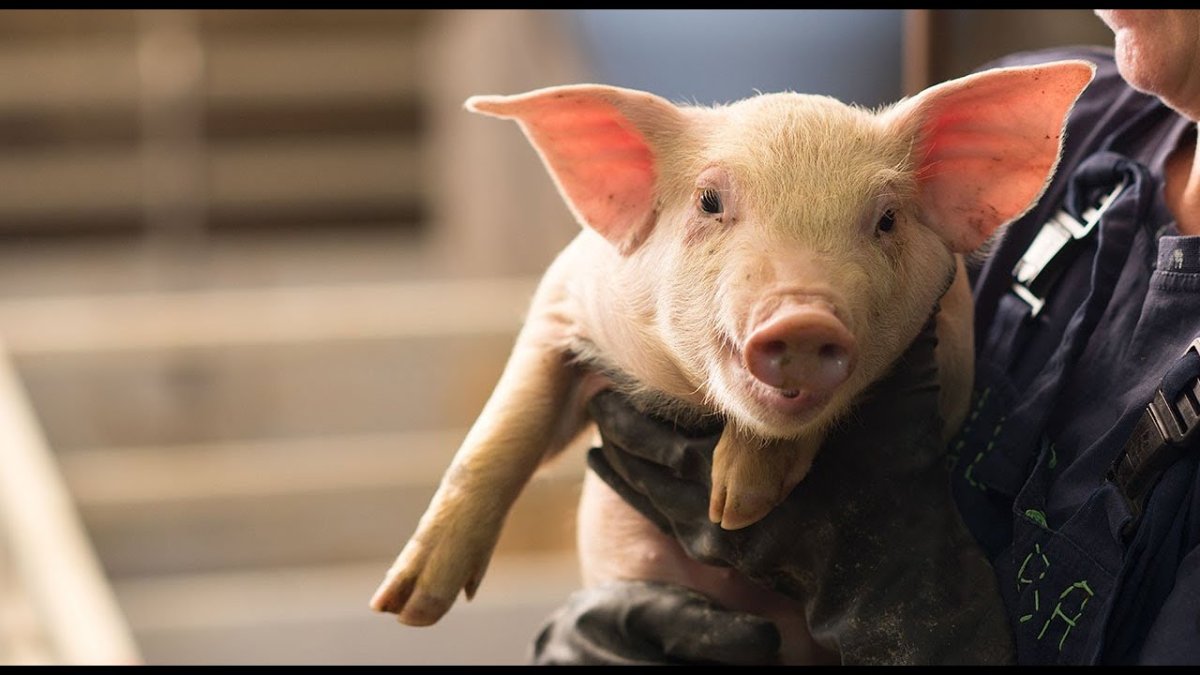 Свинья горизонтально