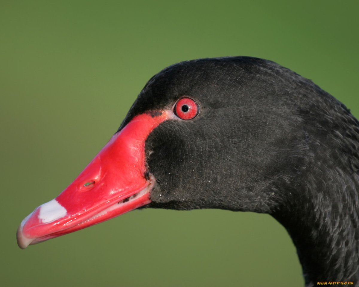 Чёрная утка с красным клювом с утятами