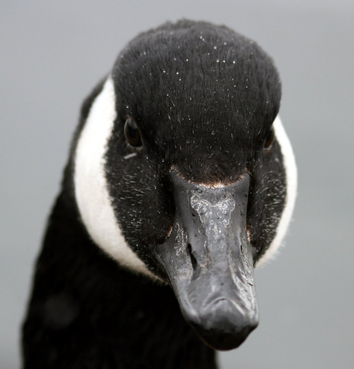 Дикий черный Гусь