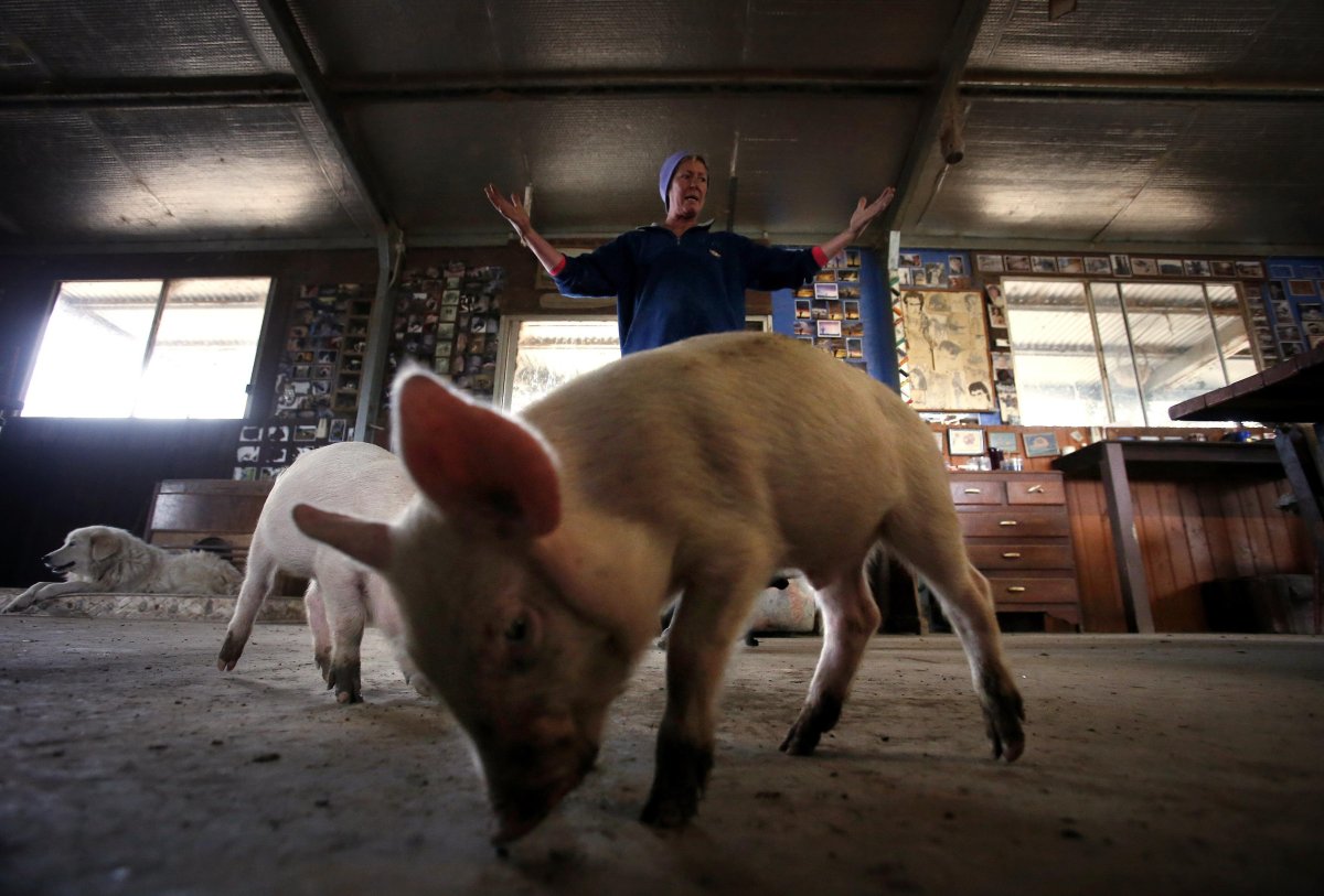 Свинья и поросенок на ферме вектор