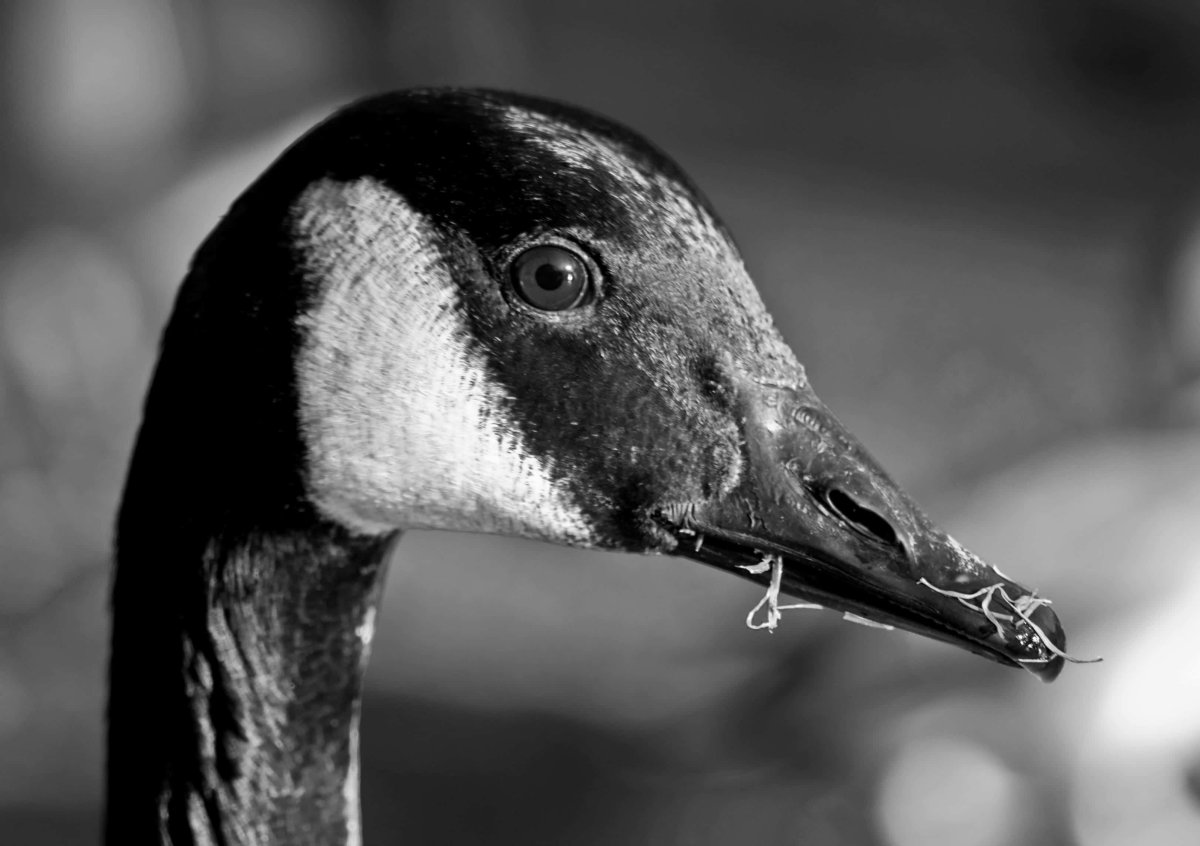 Казарка клюв