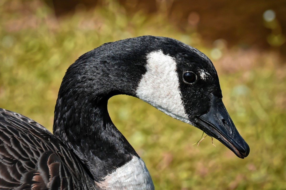 Дикий Гусь черная казарка