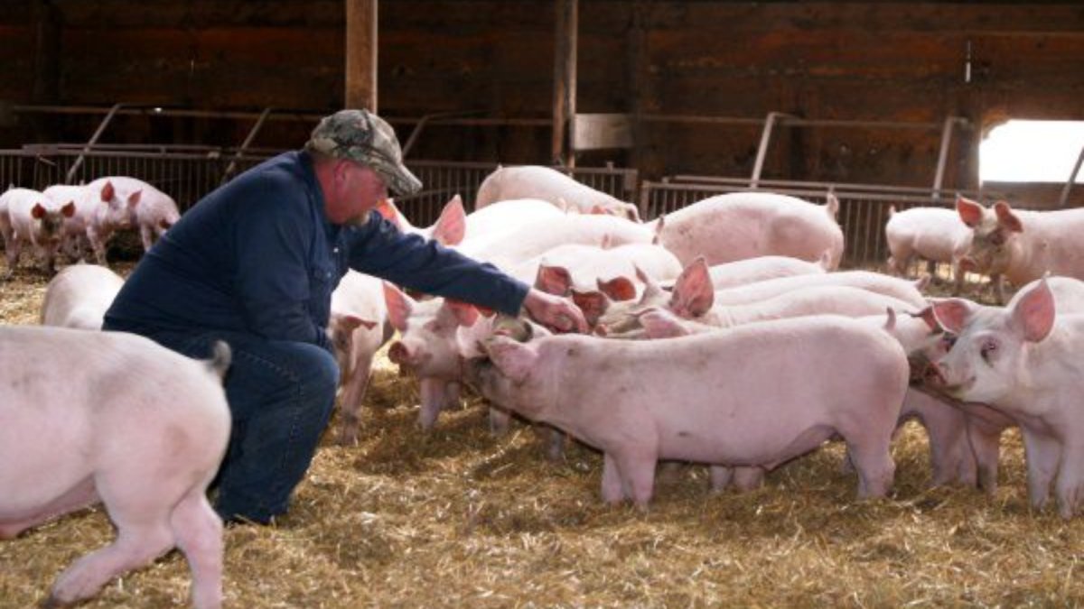 Усольский свинокомплекс поросята