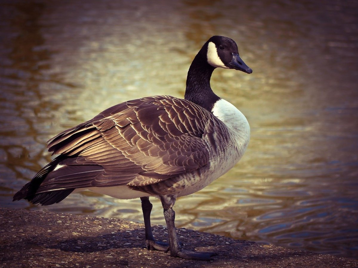 Дикий Гусь черная казарка