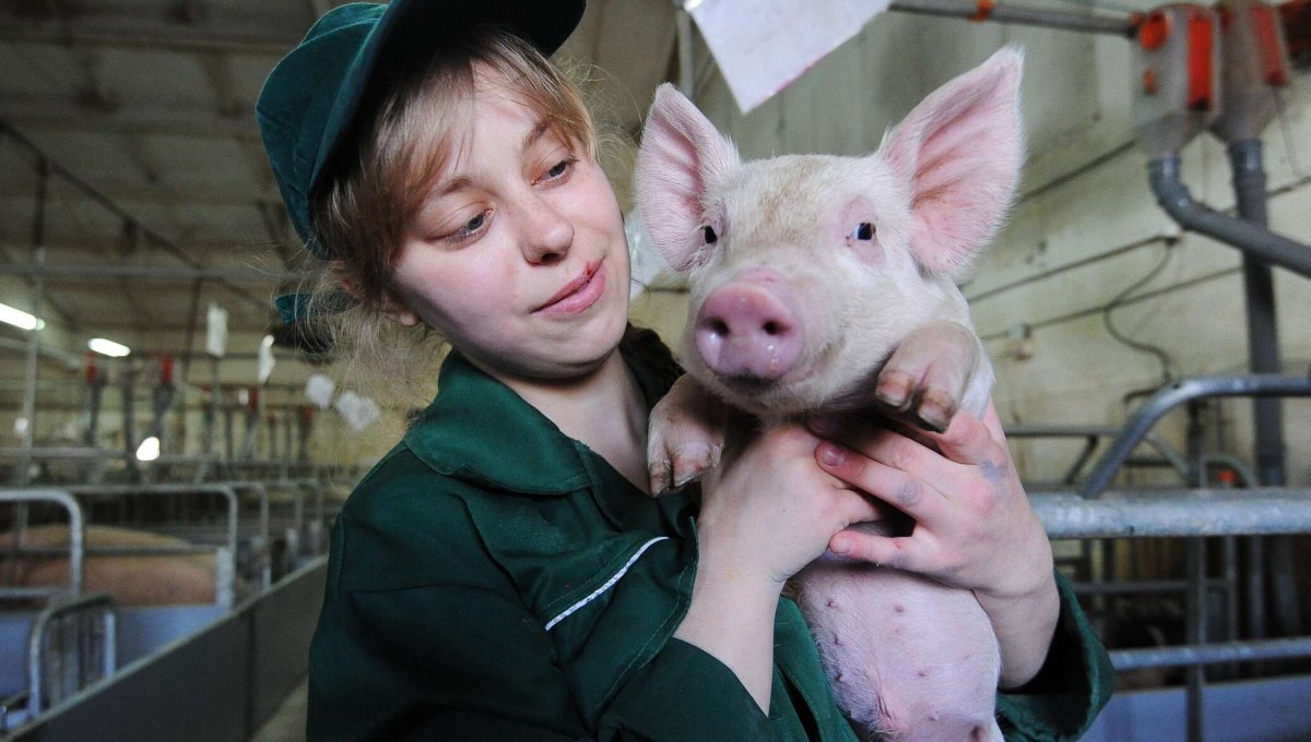 Игра про поросёнка на ферме