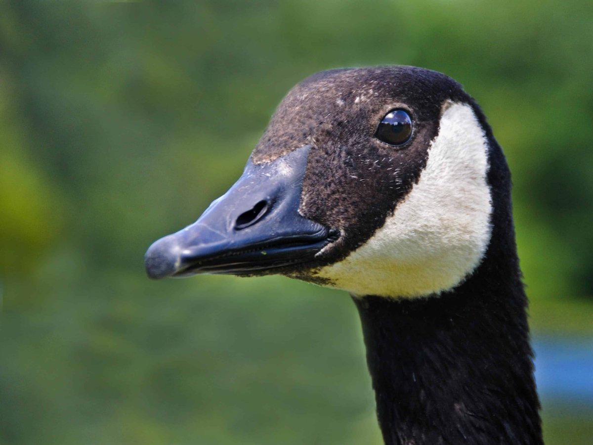 Дикий черный Гусь