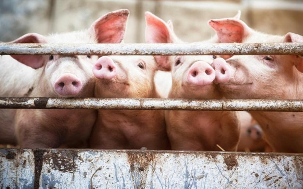 Нарисовать ферму для свиней