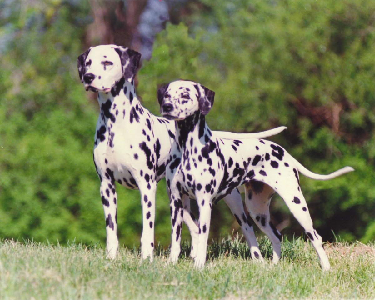 Метис добермана и далматинца