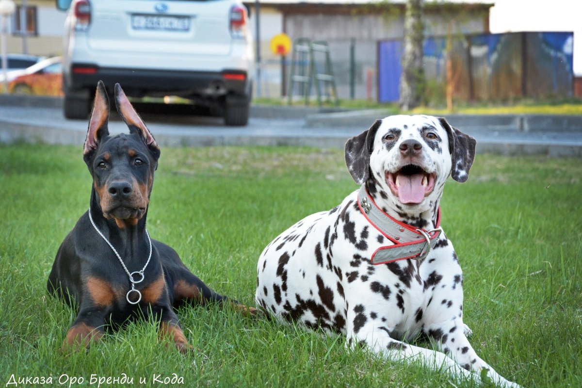Доберман дог далматинец
