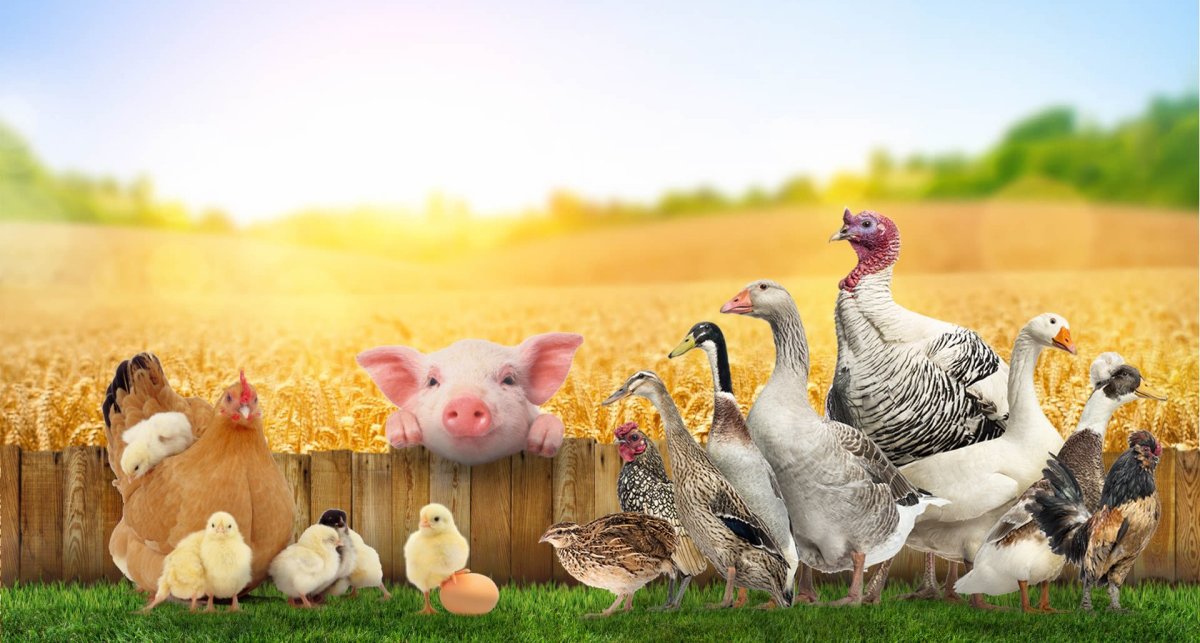 Хозяйственный двор с домашними животными