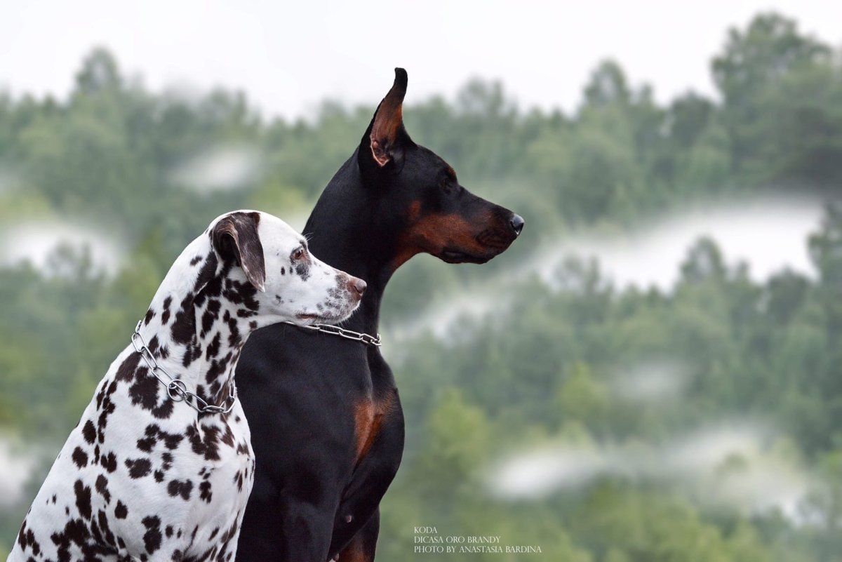 Доберман и далматинец