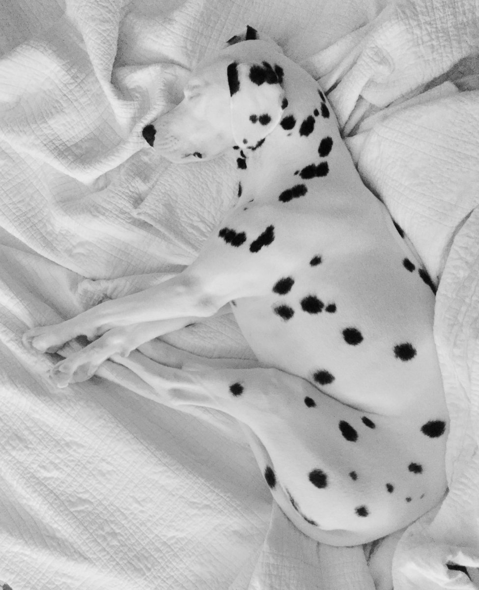 Такса далматинец