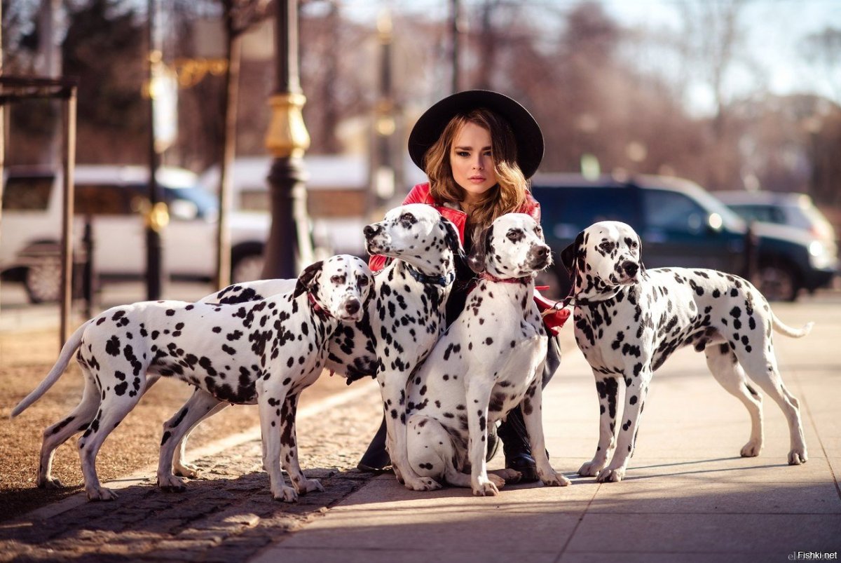 Метис далматина и добермана