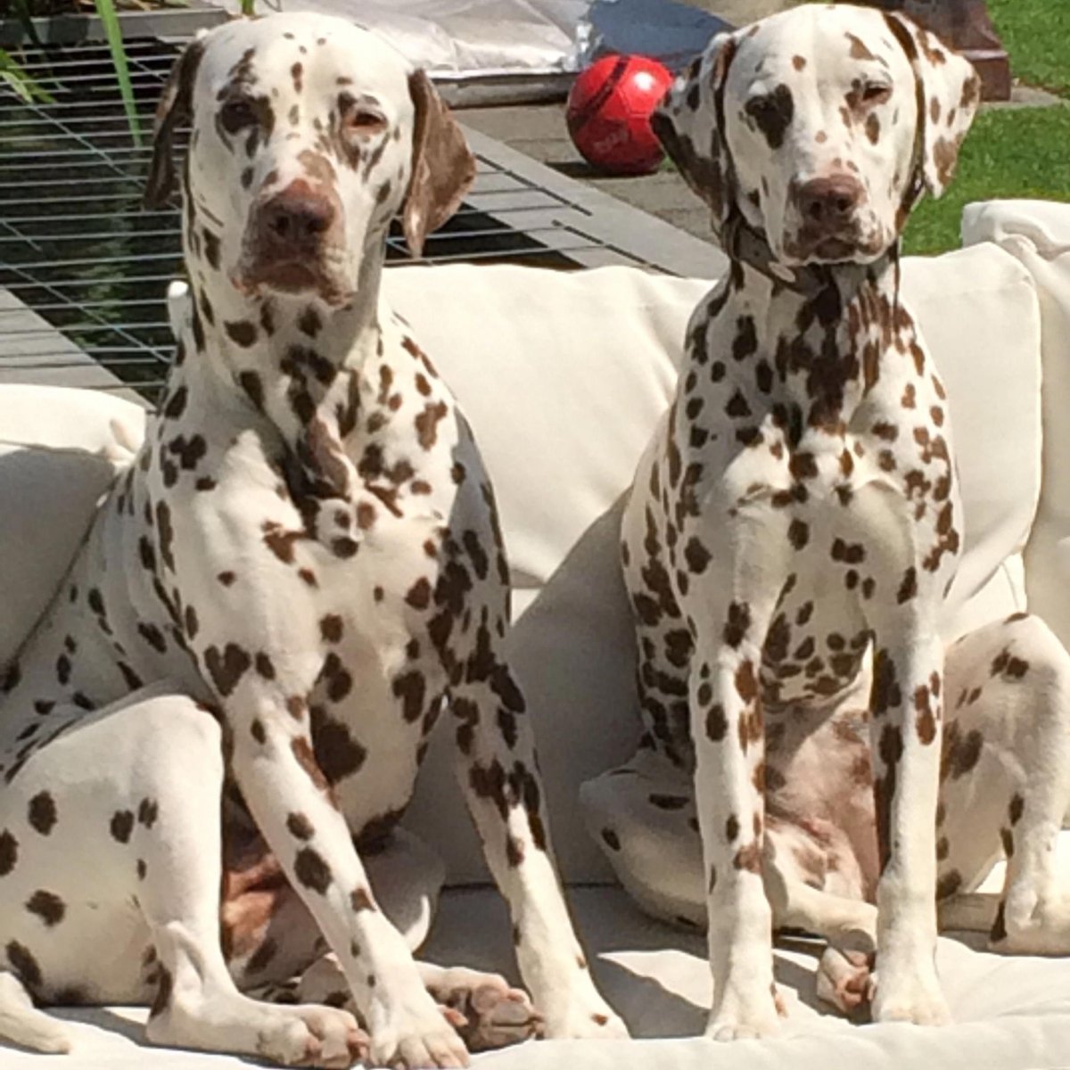 Лимонный Далматин