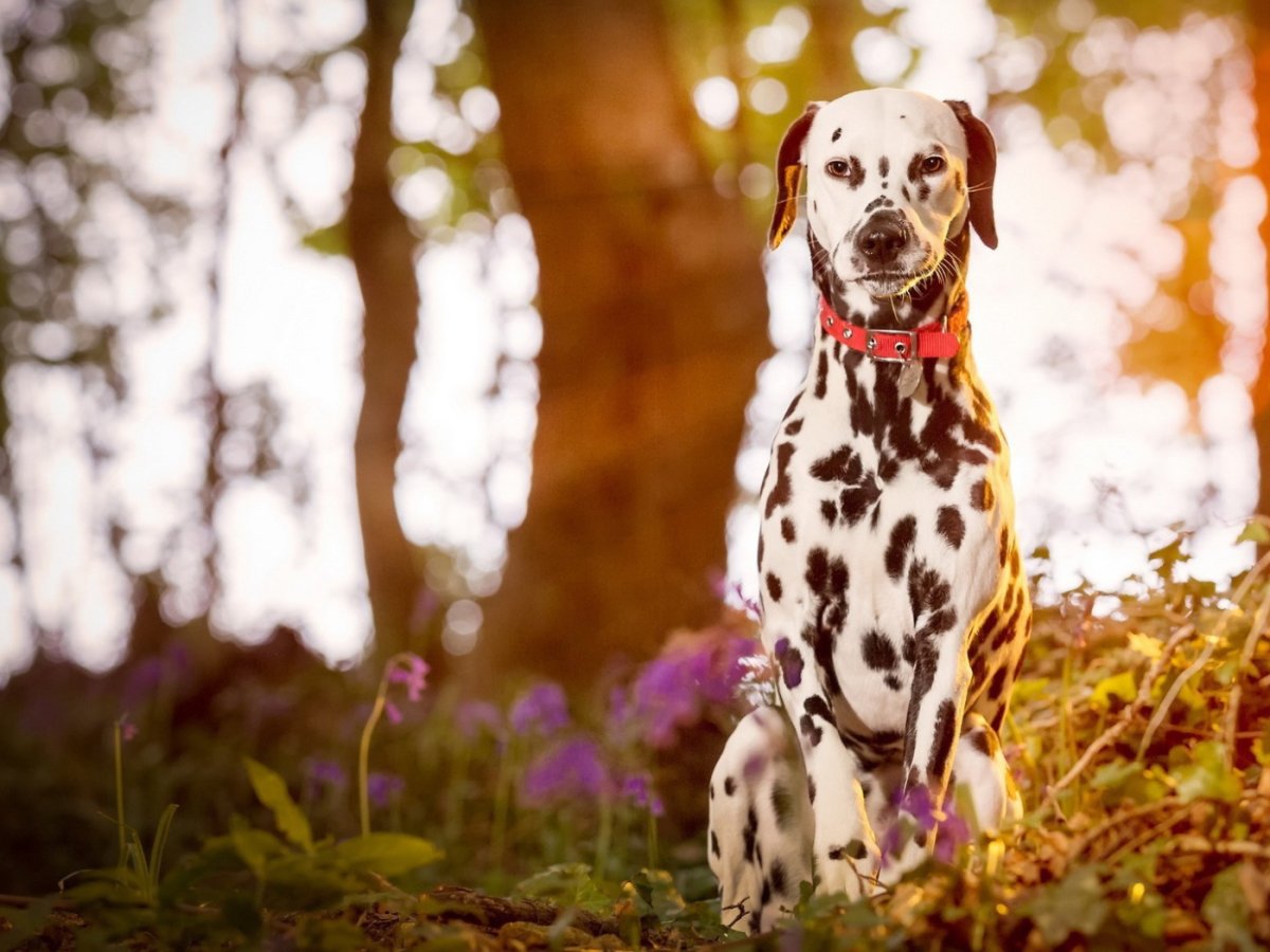 Доберман и далматинец