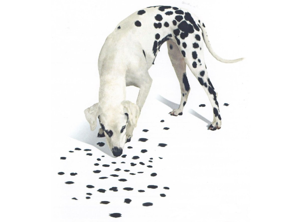 101 Далматинец рождение щенят